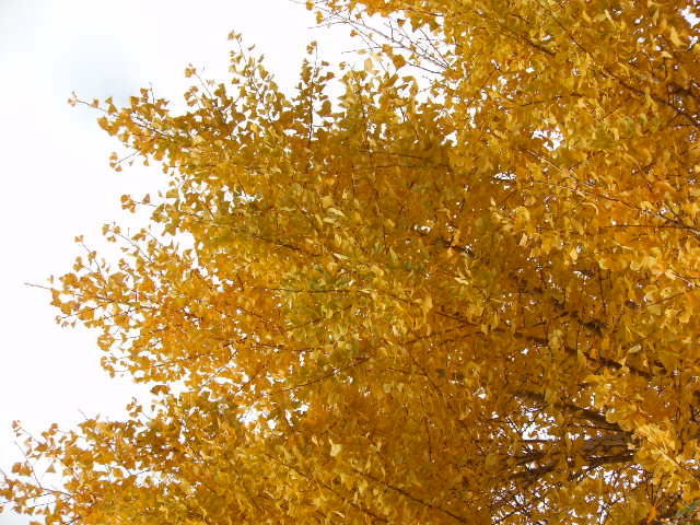DSCN0608