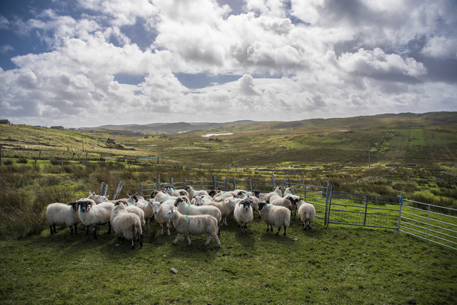 BONCOURA ツイード物語。