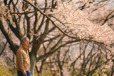 満開の桜